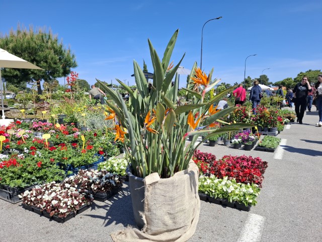 Počinje najraskošnija umaška manifestacija- 27. Sajam cvijeća